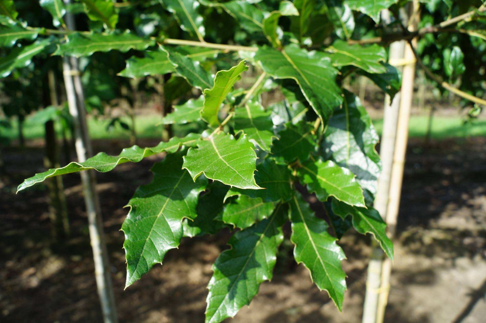Quercus warei Long_01